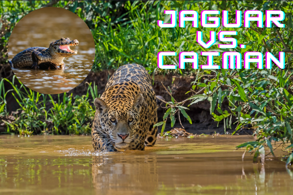 jaguar vs caiman