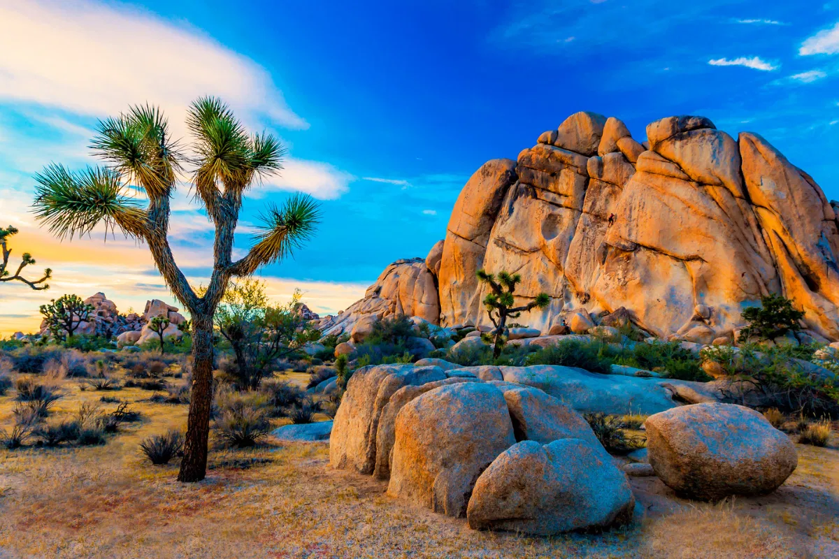 5 Things You Didn’t Know About Joshua Tree National Park - Outdoors ...