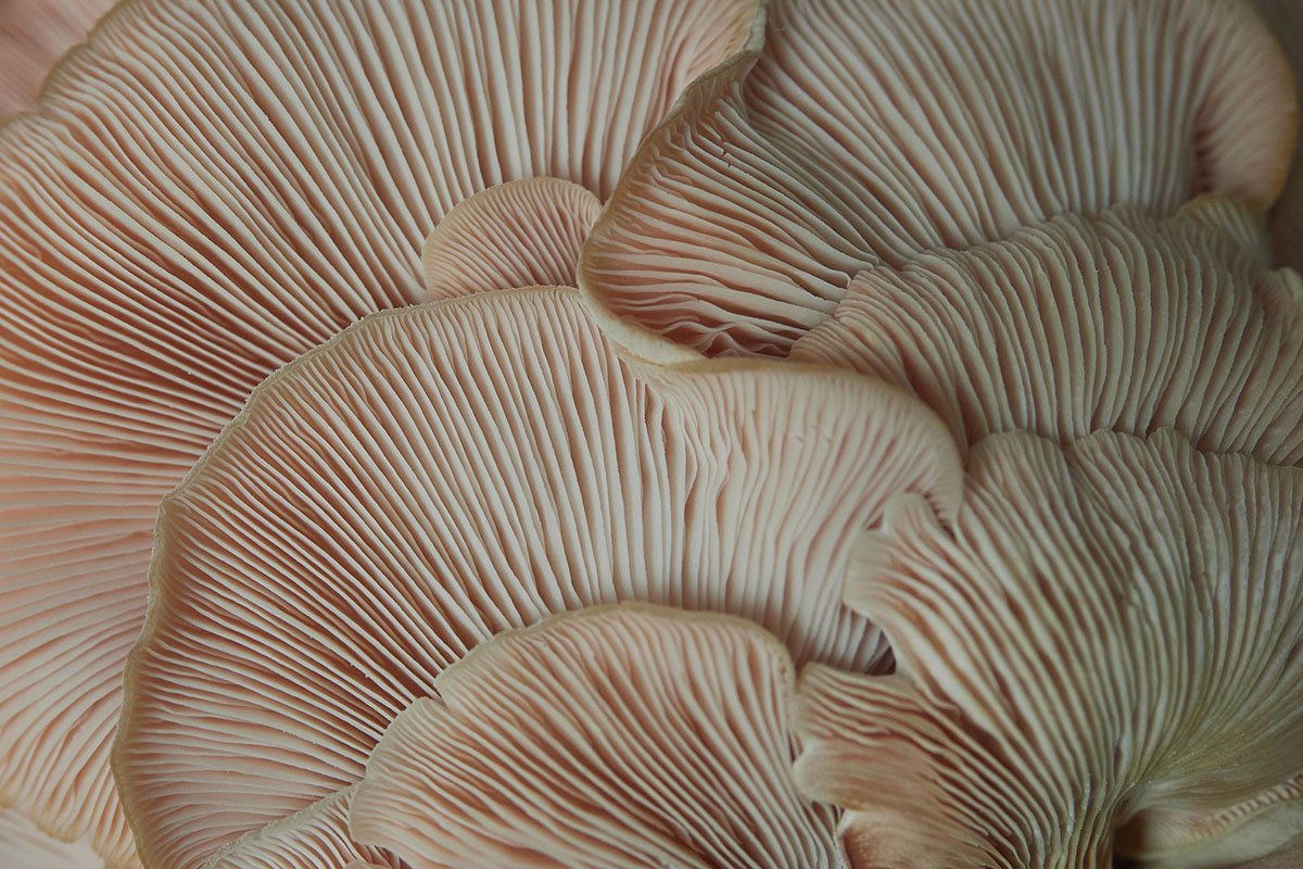 mushrooms-to-forage-in-winter