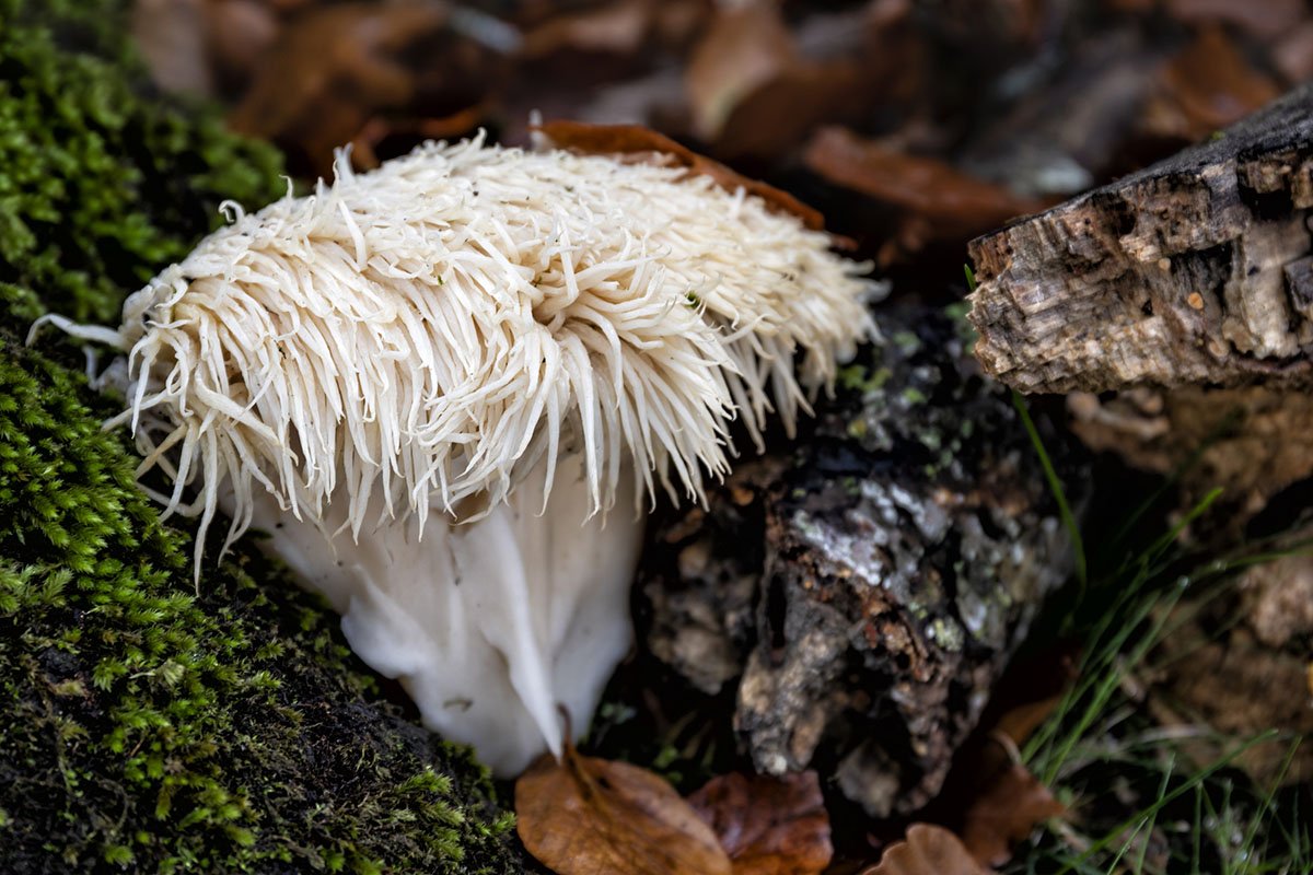 The best mushrooms to forage in the colder months