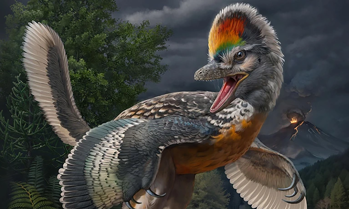 Newly Found Fossil May Be Jurassic Bird