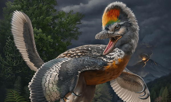 newy-found-fossil-may-be-jurassic-bird