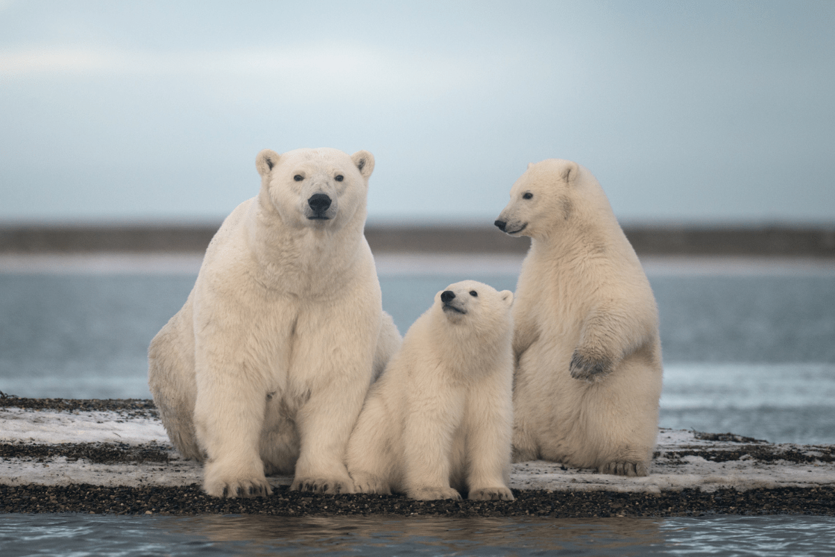 polar bears threatened