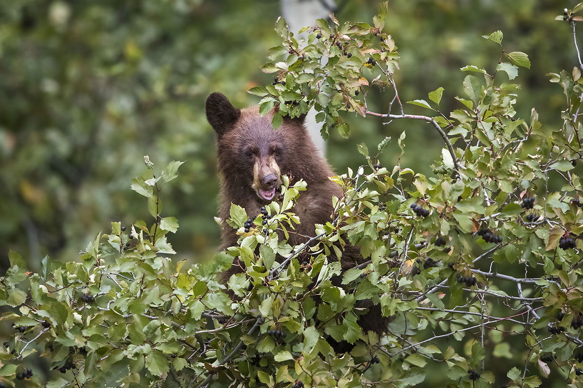 rut-season-at-rocky-mountain-national-park