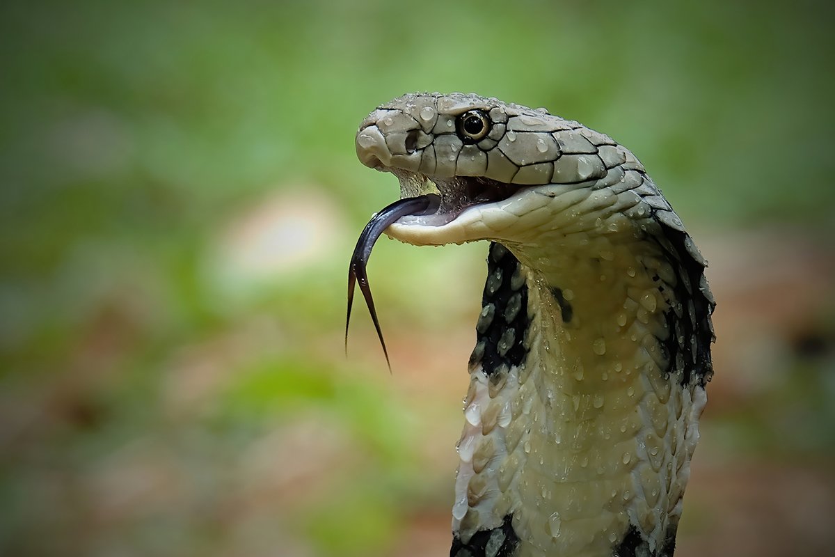 snake-myths-busted-by-an-expert