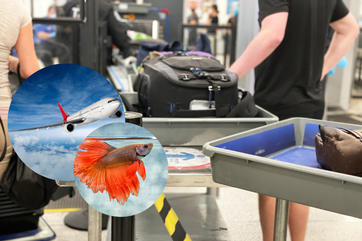 Can You Fly With a Pet Fish? The TSA Says Go For It - Outdoors with Bear  Grylls