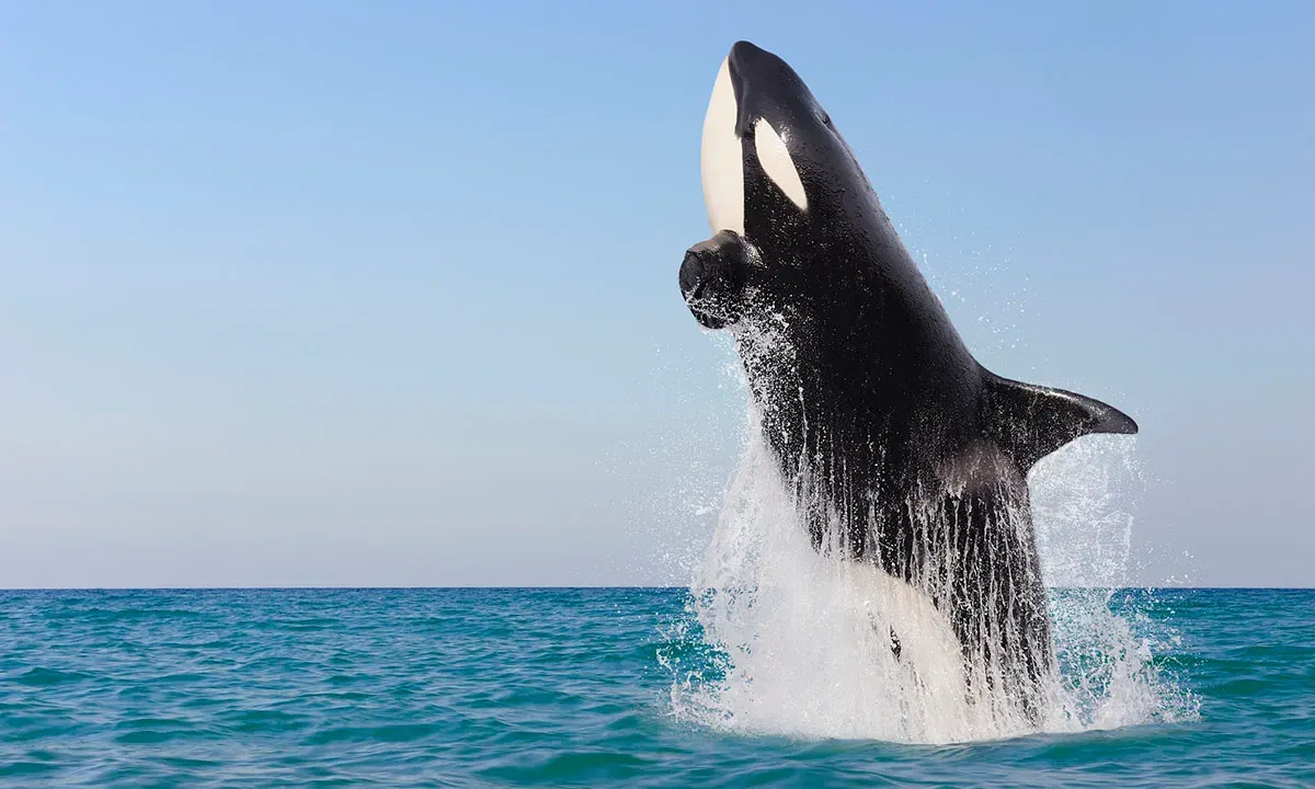 Watch a killer whale attack a whale shark