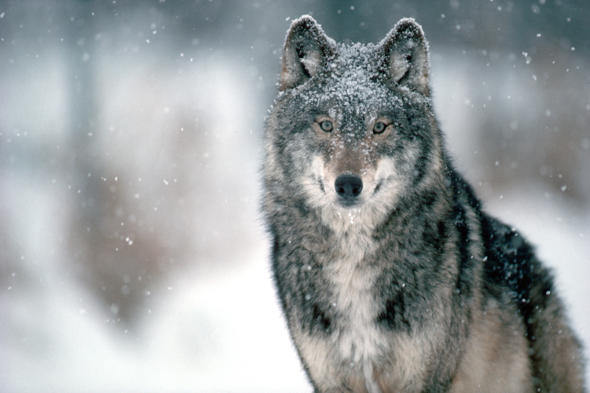 Wolves are bigger than you think, and this video is an alarming reminder