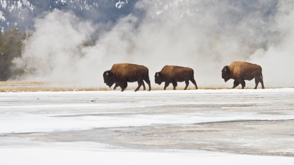 Bison in Lower Geyser Basin. Photo: Jim Peaco/NPS