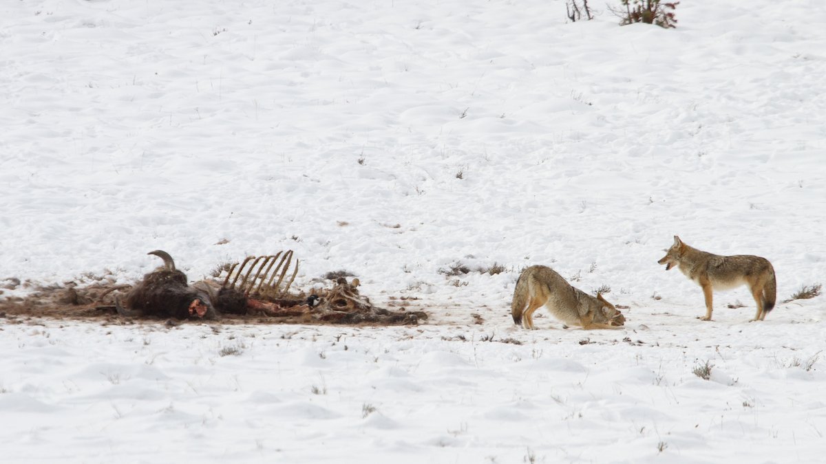 Coyotes on bison carcass in Lower Geyser Basin: Photo: Jim Peaco/NPS
