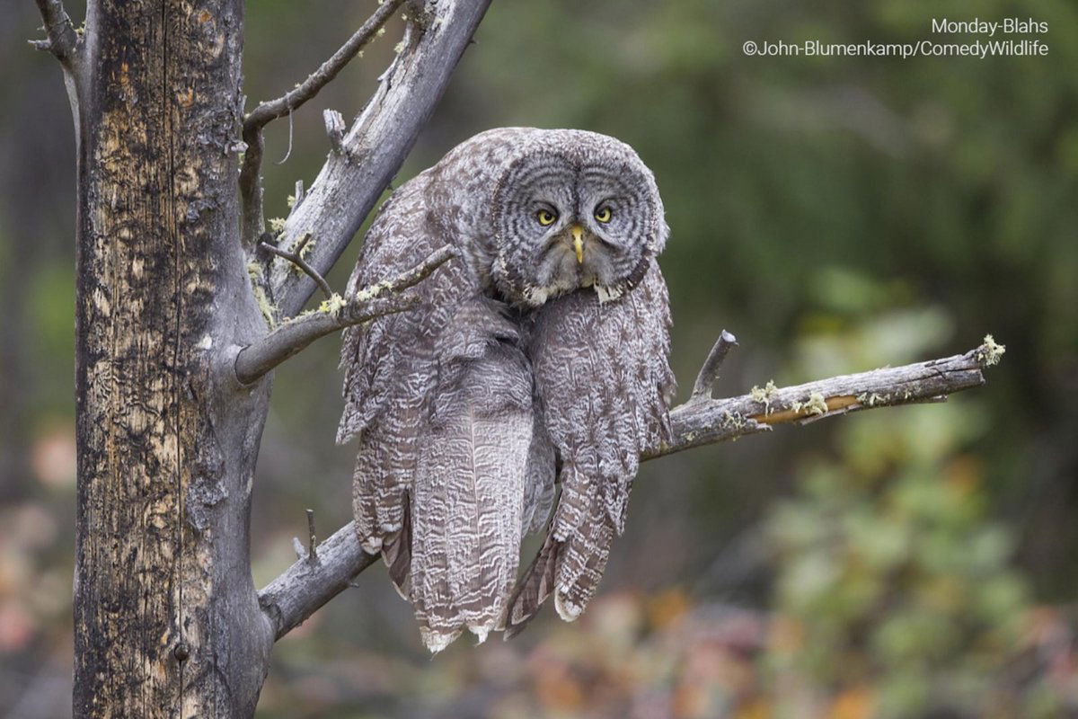 Check out the Finalists for the 2023 Comedy Wildlife Photo Awards