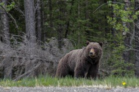 The Big Canadian Grizzly Bear