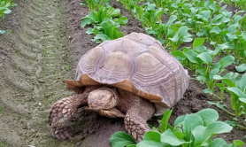 adorable-tortoise-frank-the-tank-invaded-a-spinach-patch