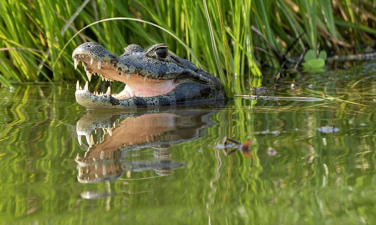 alligator-myths-busted-by-an-expert