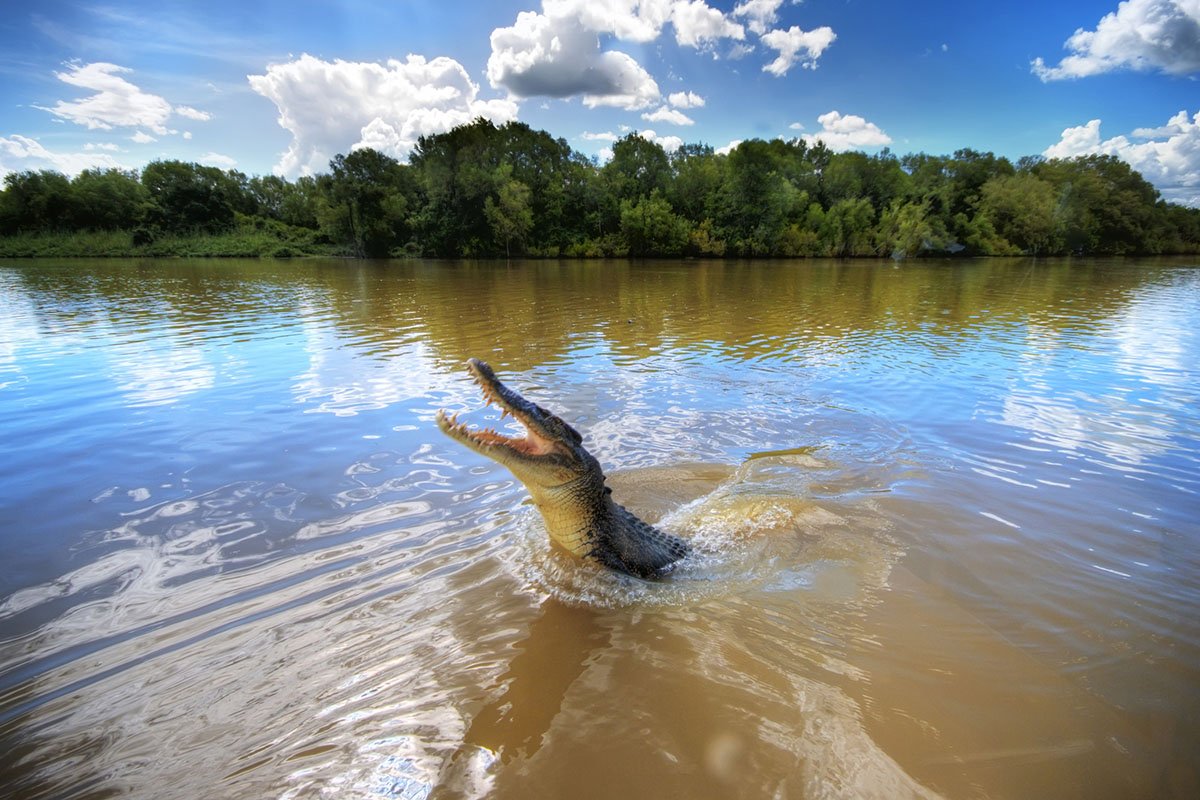 alligator-myths-busted-by-an-expert