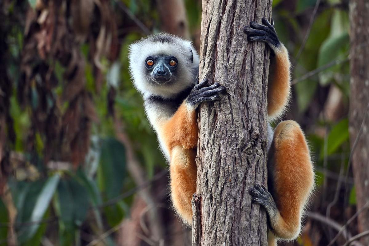 animals-youve-never-seen-from-madagascars-andasibe-national-park