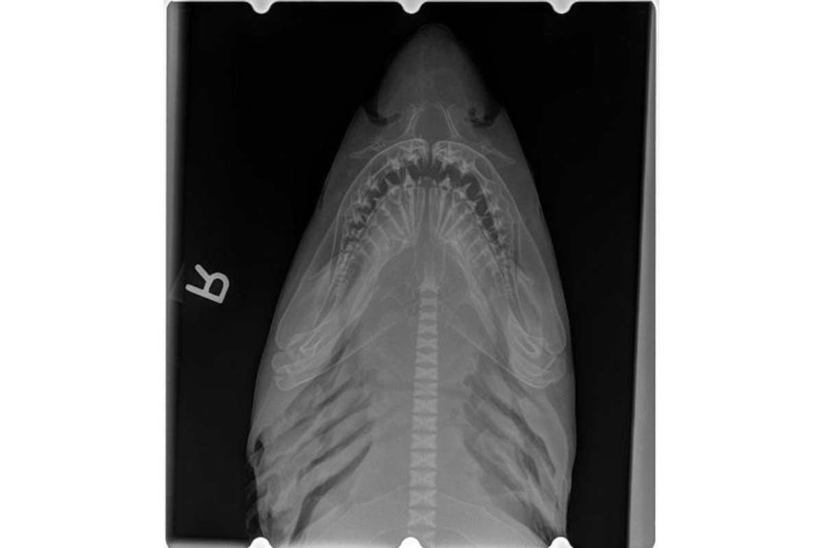 shark x-ray