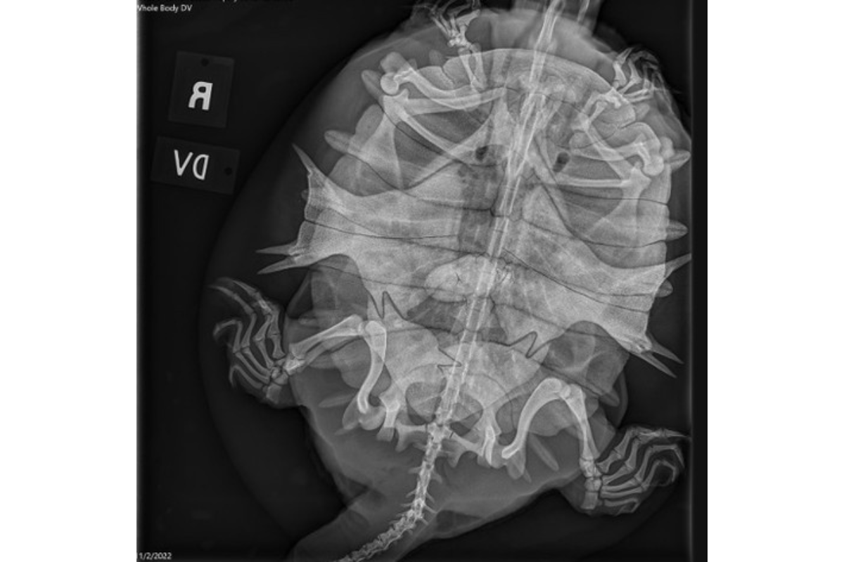 turtle x-ray