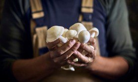 bizarre-uses-of-mushrooms