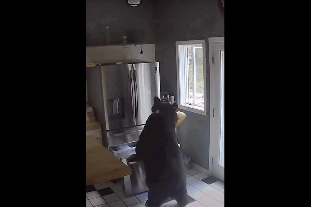 black bear video