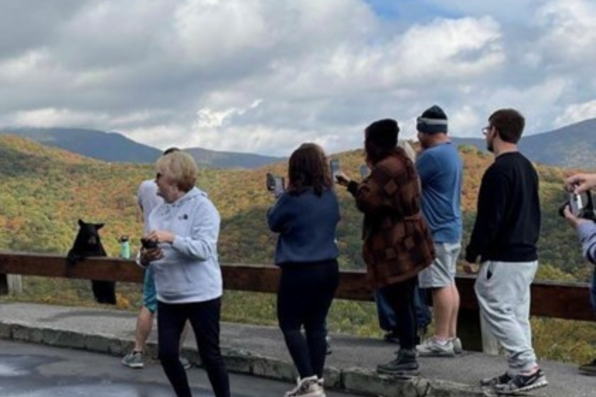 bears on the Blue Ridge Parkway