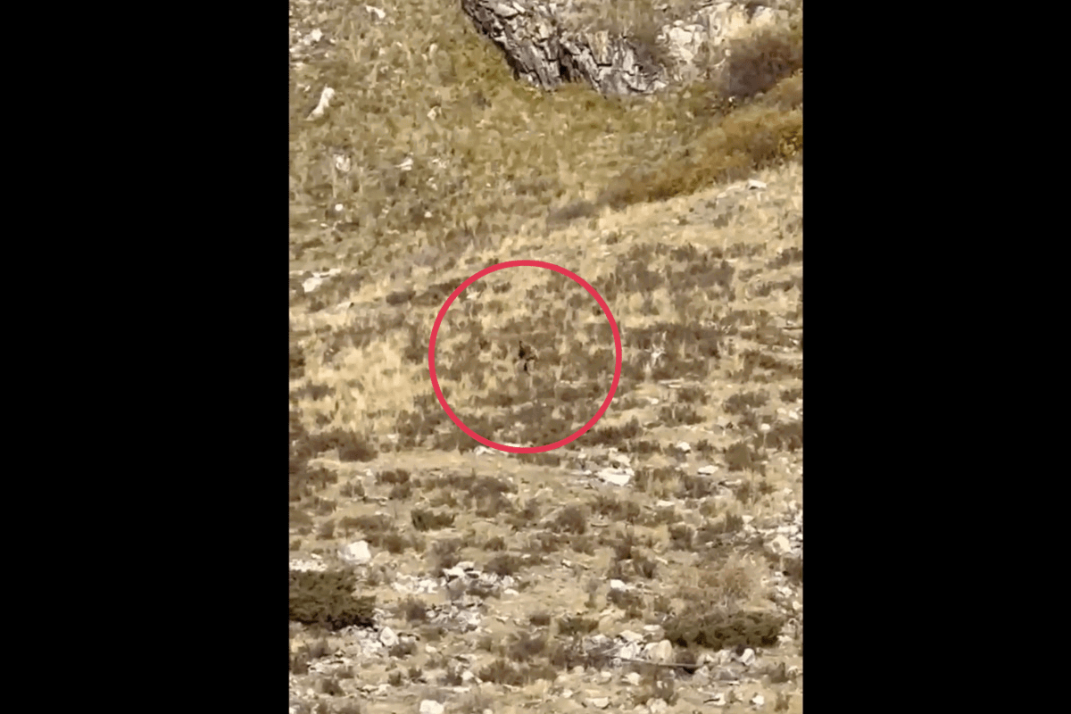 Colorado Bigfoot video