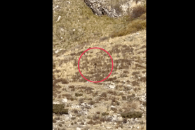 Colorado Bigfoot video