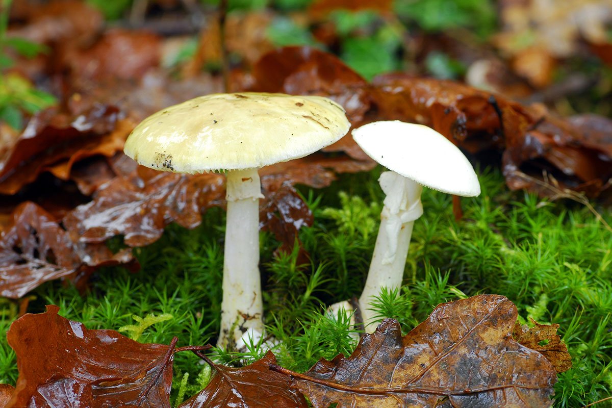 deadly-mushrooms-that-even-bear-grylls-wont-eat