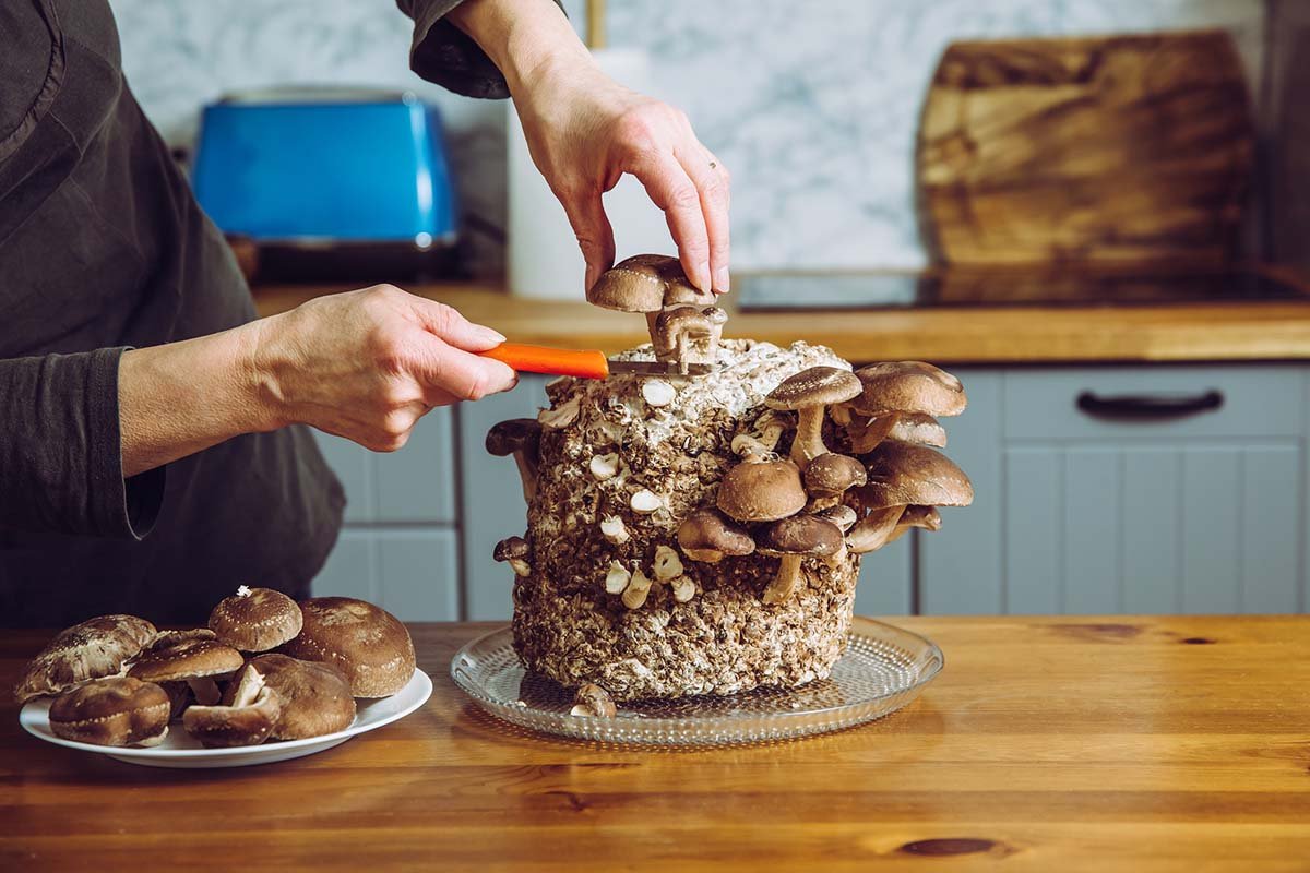 how-to-grow-mushrooms-in-your-kitchen