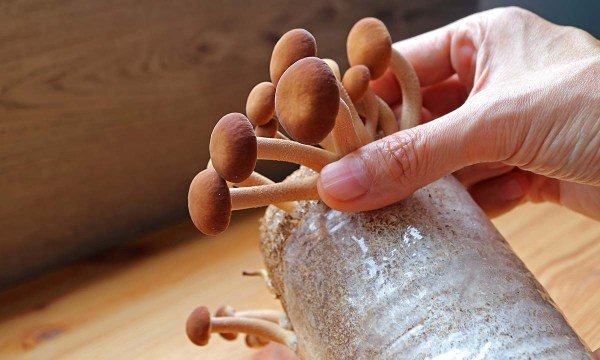 how-to-grow-mushrooms-in-your-kitchen