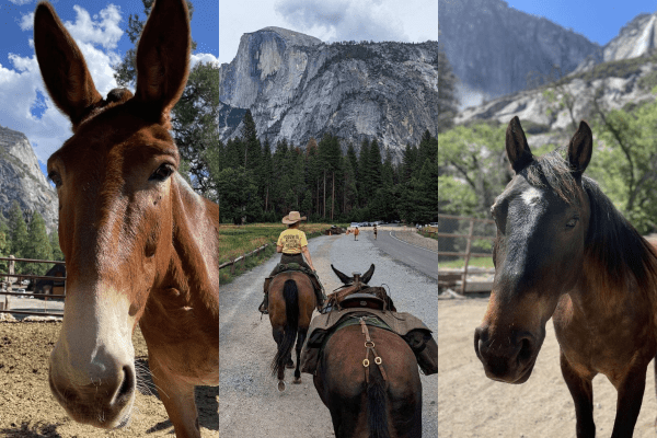 Mules in Yosemite National Park.