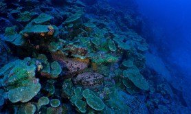new-coral-reef-found-in-galapagos