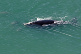 right whale endangered