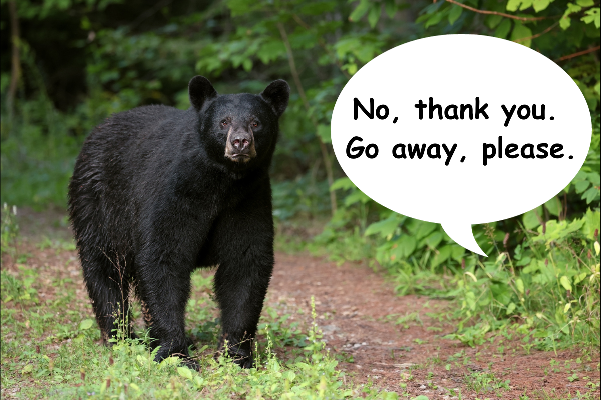 black bear videos