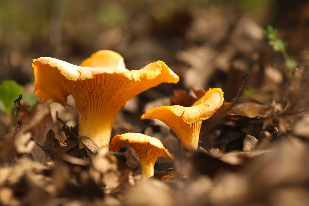 safe-mushrooms-to-forage
