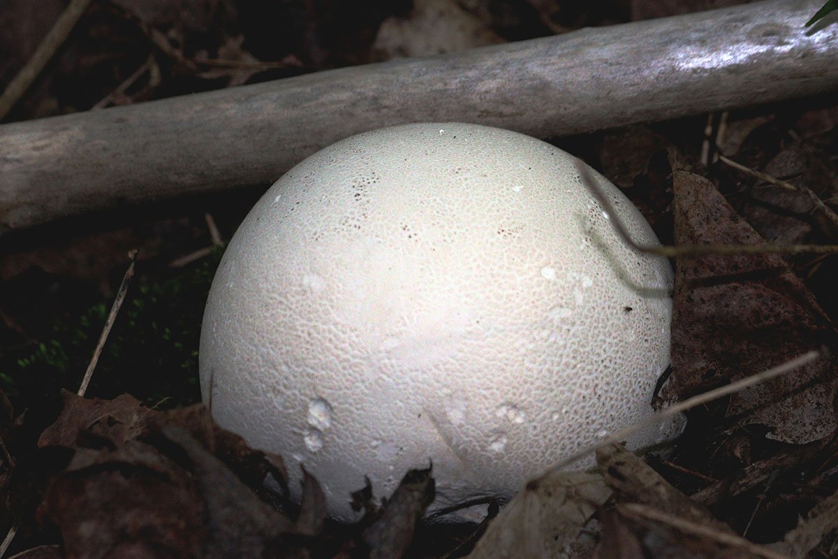 safe-mushrooms-to-forage