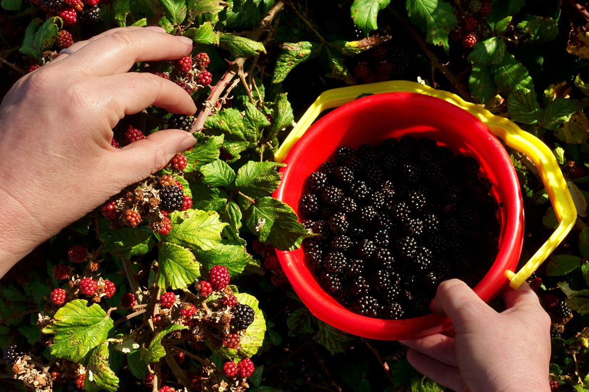 science-behind-foraging-why-its-good-for-your-body