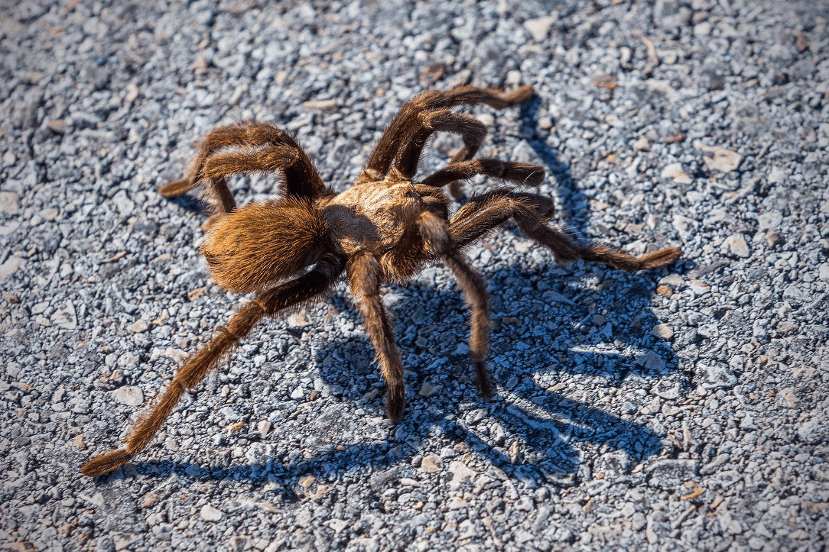 spiders california