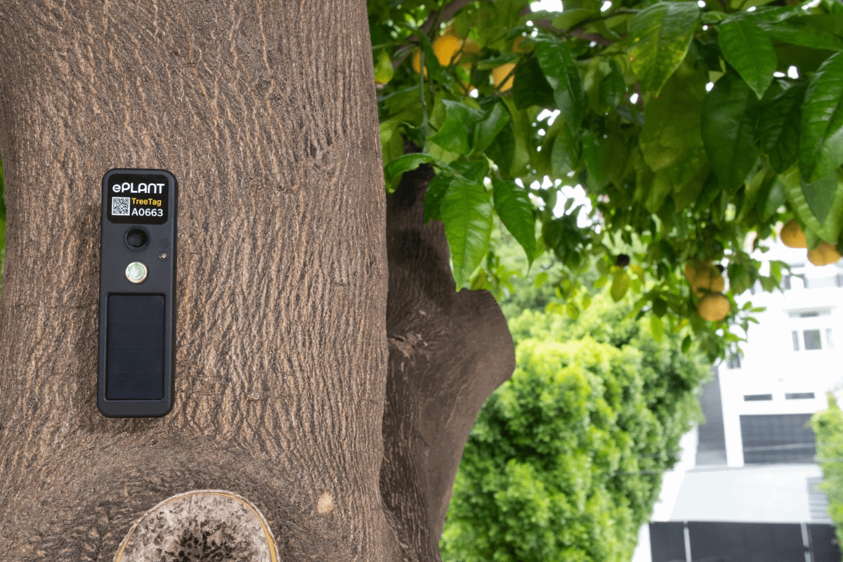 ‘Forestry Fitbit’ Tree Huggers Get New Digital Tool to Help Protect