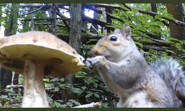 watch-foraging-squirrel-eats-a-mushroom