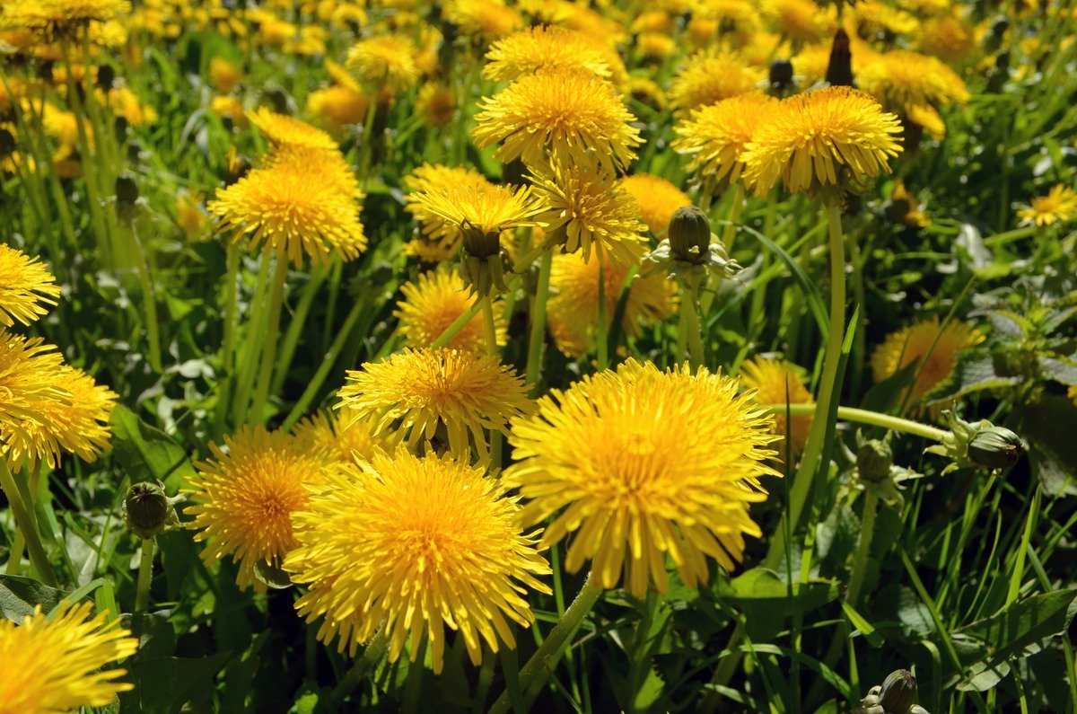 Dandelion-Foraging-Article-Feature Image