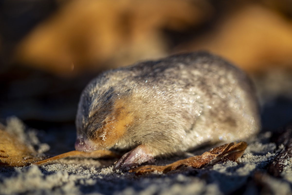 Best Selling Products GoldenMole-Feature A Specifically Educated Canine Discovered This Animal, Which Hasn’t Been Seen for Nearly 90 Years  Blog  