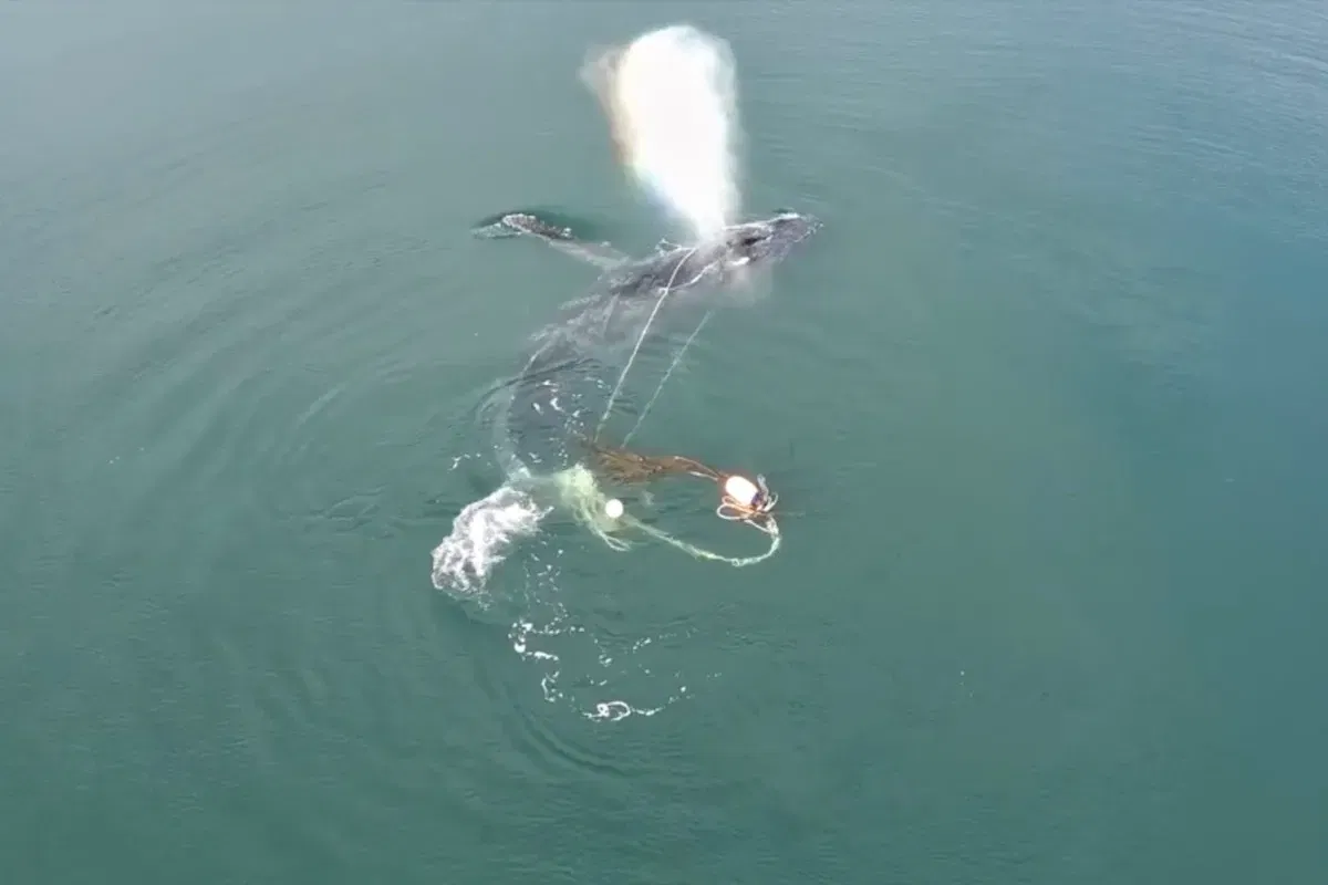 Humpback whale