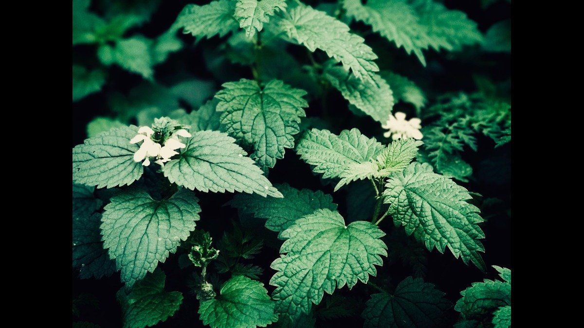 Stinging Nettle-Foraging-Article-1