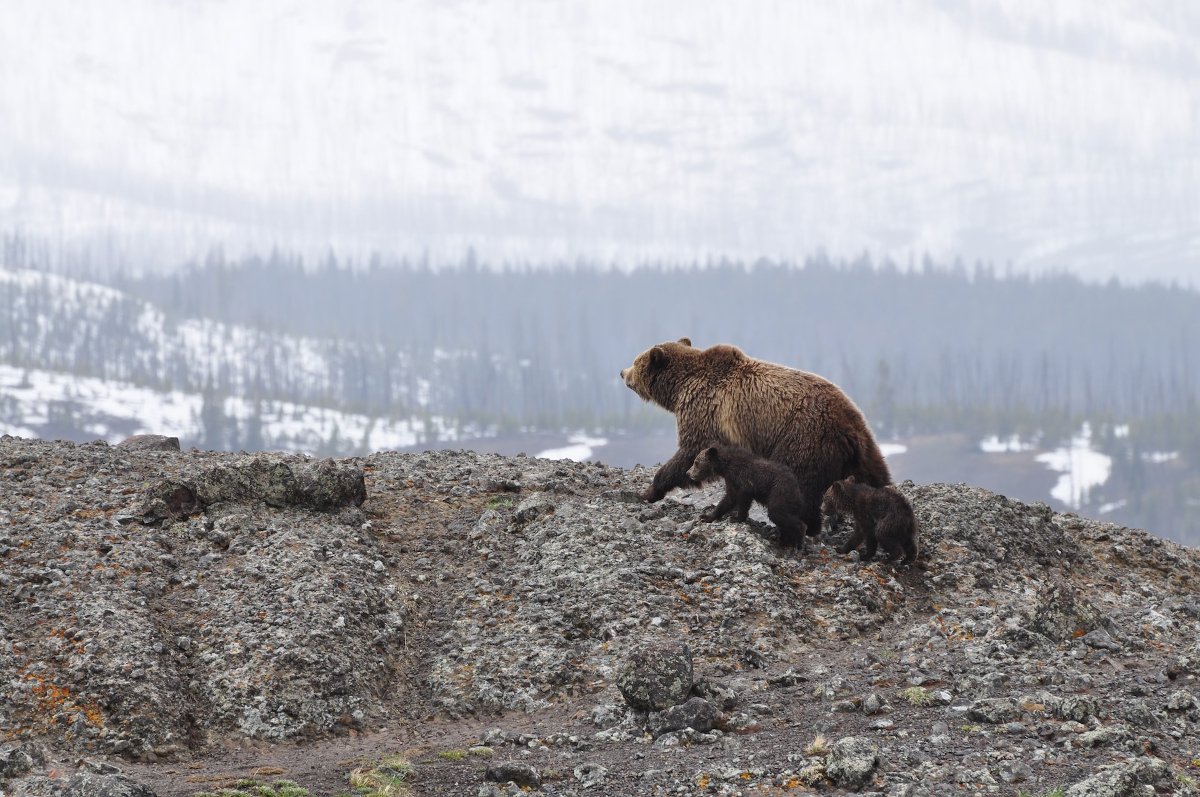 Yellowstone Bear in Winter