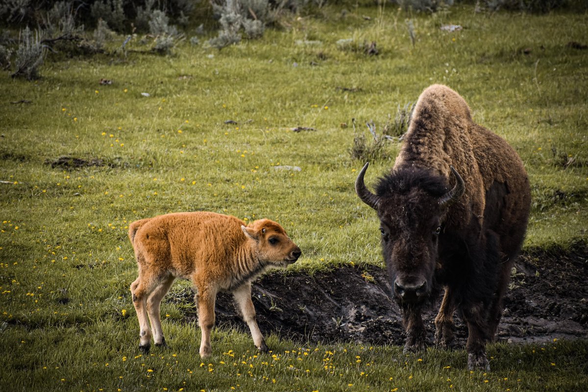 Bison Family Yellowstone National Park