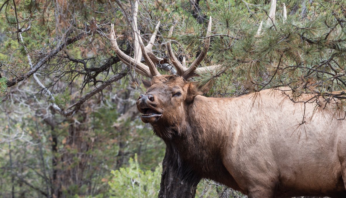 Authorities Warn Don’t Feed Wild Animals After Arizona’s First Fatal Elk Attack