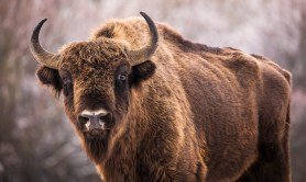 bison-myths-busted-by-an-expert