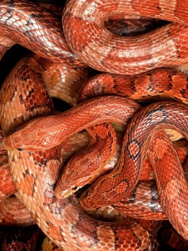 S-s-sensational Tales: 5 Snake Myths Busted by an Expert