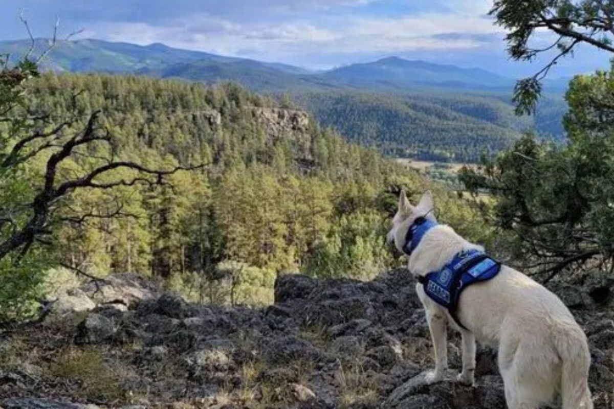 dog found alive with missing hiker